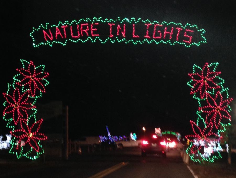 BLORA Nature in Lights